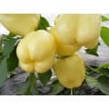 Paprika Brillant F1 (500 szem)